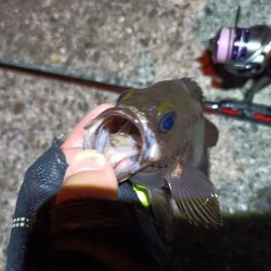 2023/07/07 南港ライトゲーム釣行