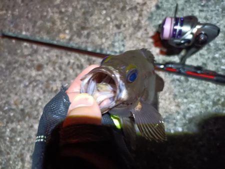 2023/07/07 南港ライトゲーム釣行