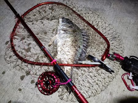 2023/07/08 南港ヘチ釣り釣行