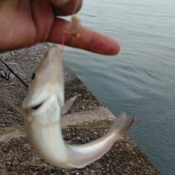 日ムラ激しい播磨新島のキス