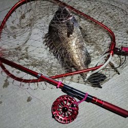 2023/07/10 南港ヘチ釣り釣行