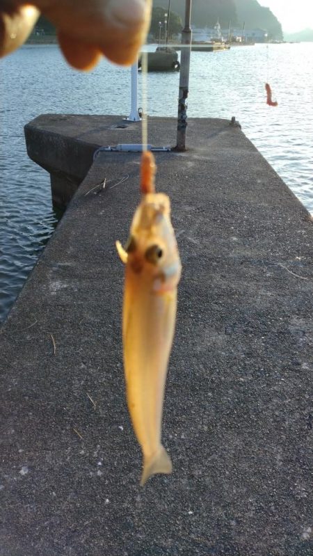 シーズン初の津居山釣行