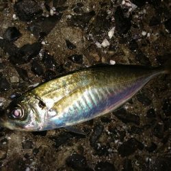 戻ってきました？