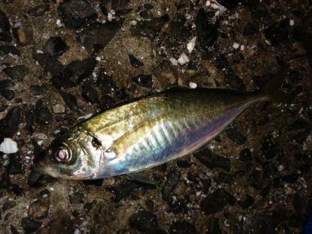 戻ってきました？