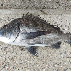 この時期、チヌは相手してくれます…