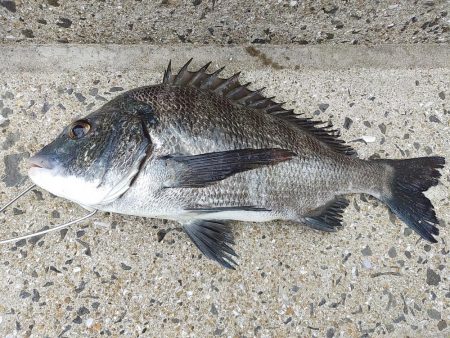 この時期、チヌは相手してくれます…