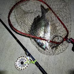 2023/07/21 南港ヘチ釣り釣行