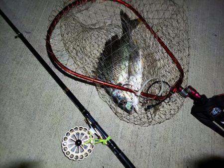 2023/07/21 南港ヘチ釣り釣行