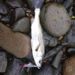 シーバスとチヌ。