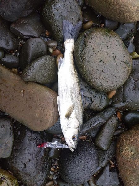 シーバスとチヌ。