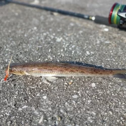 スーパーライトショアジギング