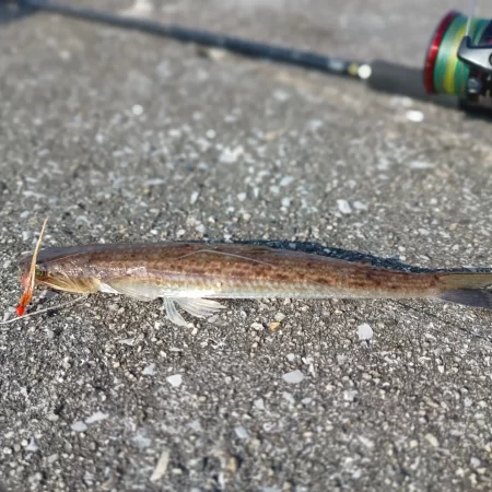 スーパーライトショアジギング