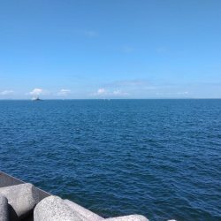 青物・タコ撃沈