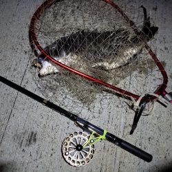 2023/07/25 南港ヘチ釣り釣行