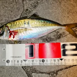 尺アジチャレンジ