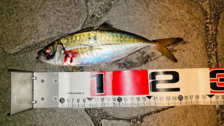 尺アジチャレンジ