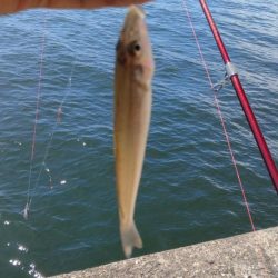 猛暑の播磨新島釣行