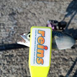 2023/07/29 兵庫須磨ライトゲーム釣行