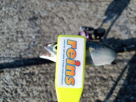 2023/07/29 兵庫須磨ライトゲーム釣行