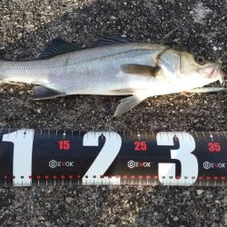 青物調査でミニサゴシ、チヌ、シーバス、小サバ