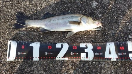 青物調査でミニサゴシ、チヌ、シーバス、小サバ