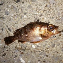 前回とかわり激渋