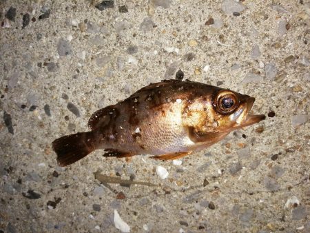 前回とかわり激渋