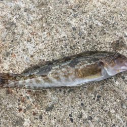 祝津のロックフィッシュフィッシング