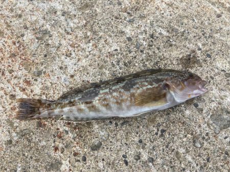 祝津のロックフィッシュフィッシング