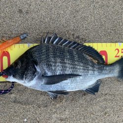 夕まずめにシーバスを狙いに