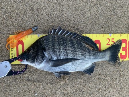 夕まずめにシーバスを狙いに