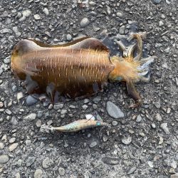 ありがとくしま