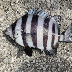 まさかの魚種！