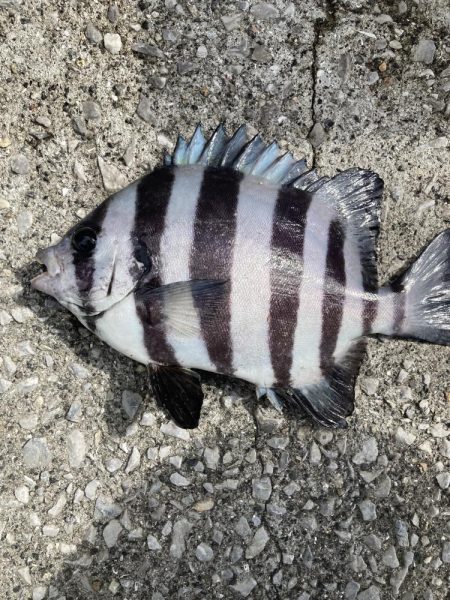 まさかの魚種！