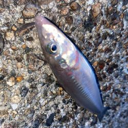 キス釣り5