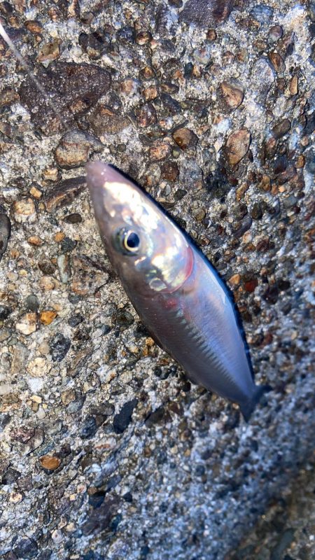 キス釣り5