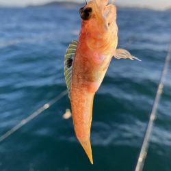 三邦丸さんでアジ釣り