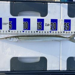 サバサバサバサバサヨリ