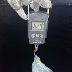 640gとリリースサイズ