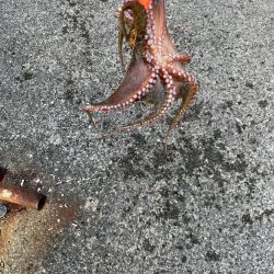 数もサイズも上がらない