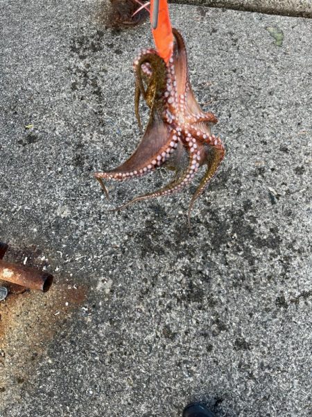 数もサイズも上がらない