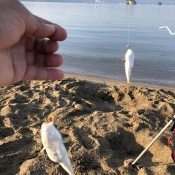 サーフでキス狙い