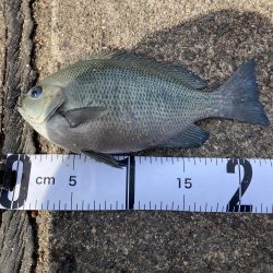 ファミリーフィッシング