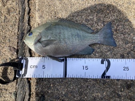 ファミリーフィッシング