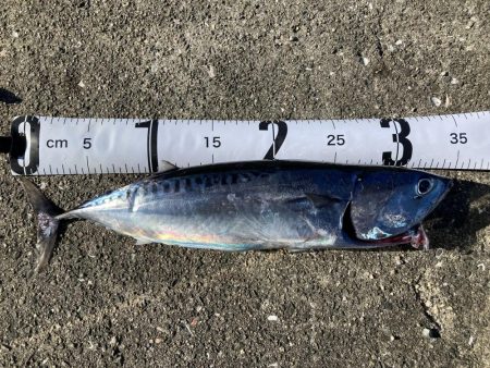 ソウダガツオ！