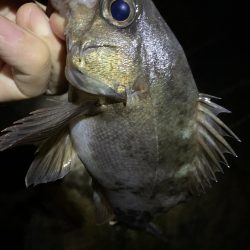 キジハタ調査からのメバル