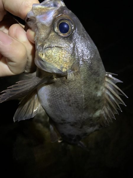 キジハタ調査からのメバル