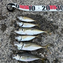 朝マヅメアジング