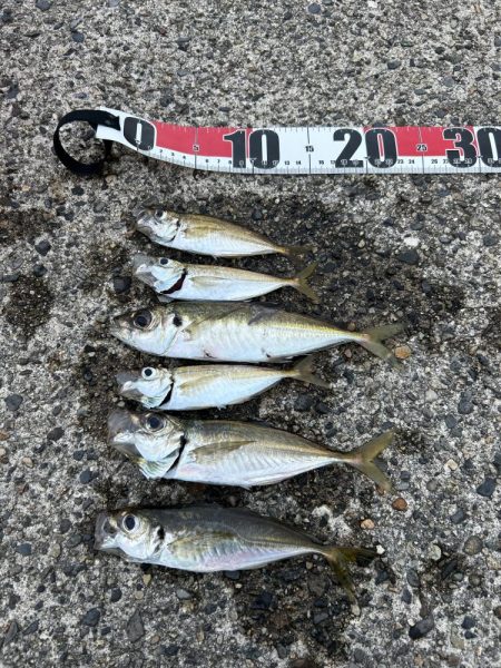 朝マヅメアジング