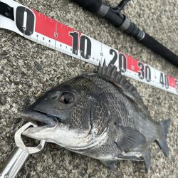 黒鯛落とし込み